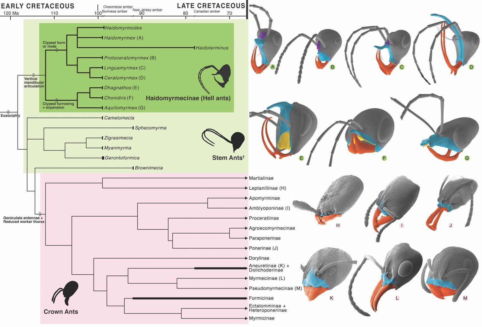 Stunning 99-Million-Year-Old Fossil Reveals “Hell Ants” in Detail ...