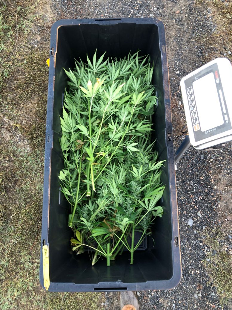 Hemp Plants