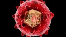 Hepatitis C Virus Illustration