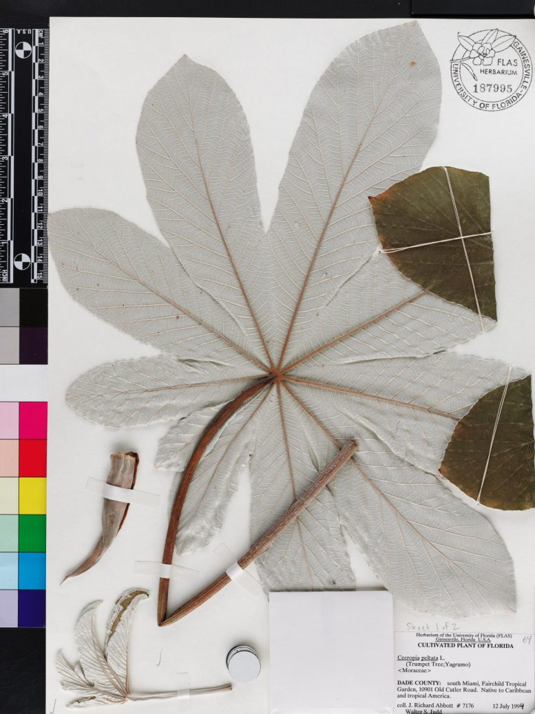 Herbarium Specimen of Cecropia peltata Leaves