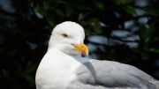 Herring Gull Close Up