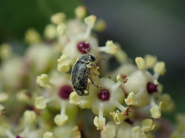 Heterhelus Beetle Japanese Red Elder