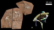 Heterodontosaurus tucki Specimen Am 4766
