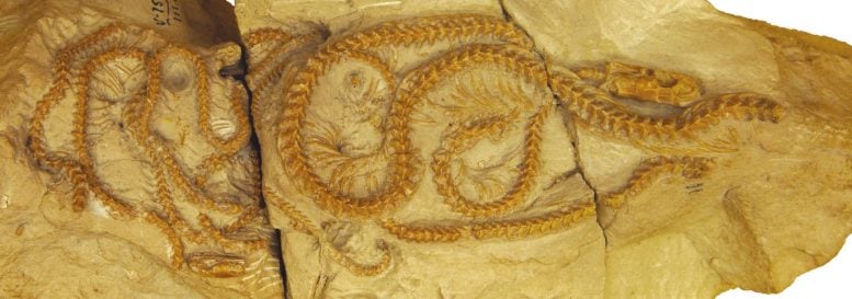 Una serpiente de 34 millones de años descubierta en Wyoming revoluciona nuestra comprensión de la evolución