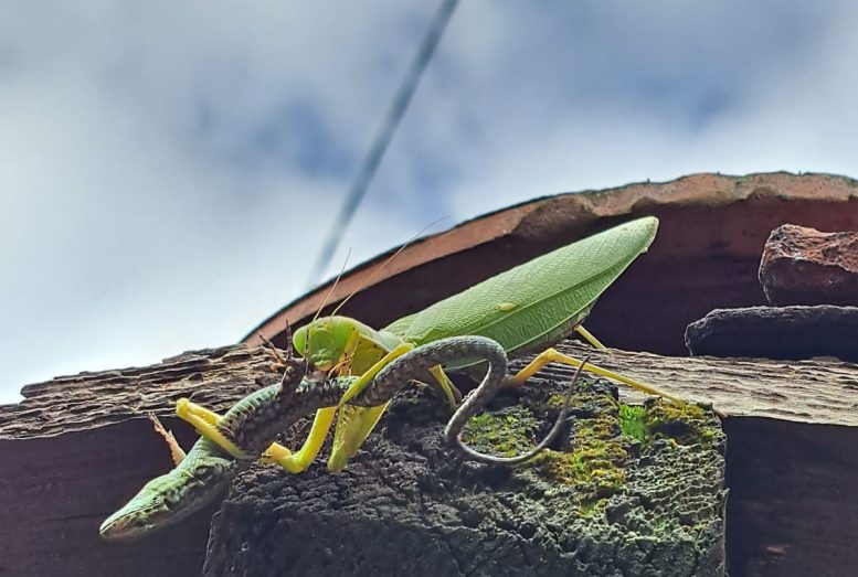 Hierodula patellifera Preying on a Wall Lizard