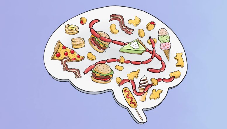 High Fat Diets Alter Brain Chemical Pleasure Circuit