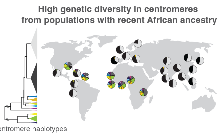 High Genetic Diversity in Centromeres From Populations With Recent African Ancestry