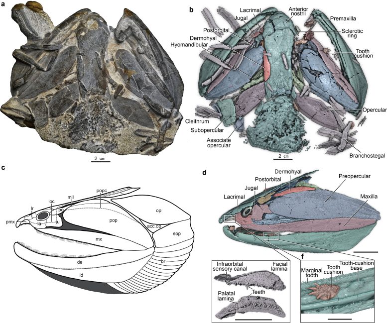 High Resolution CT Reconstruction of Megamastax Amblyodus