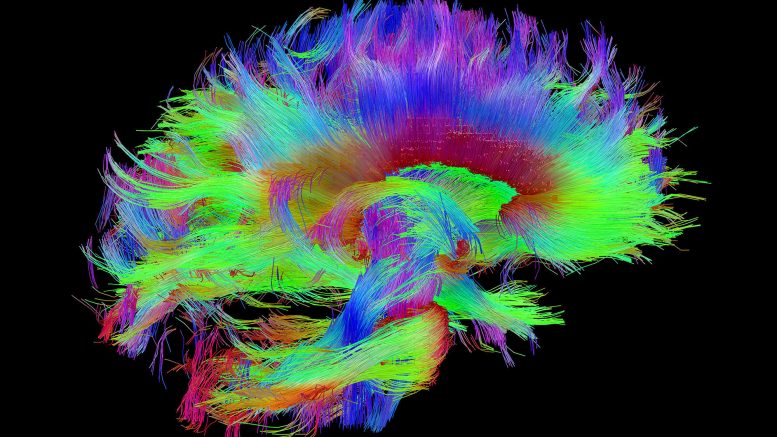 Can the Human Brain Regenerate Itself? The Mystery of Brain Regeneration