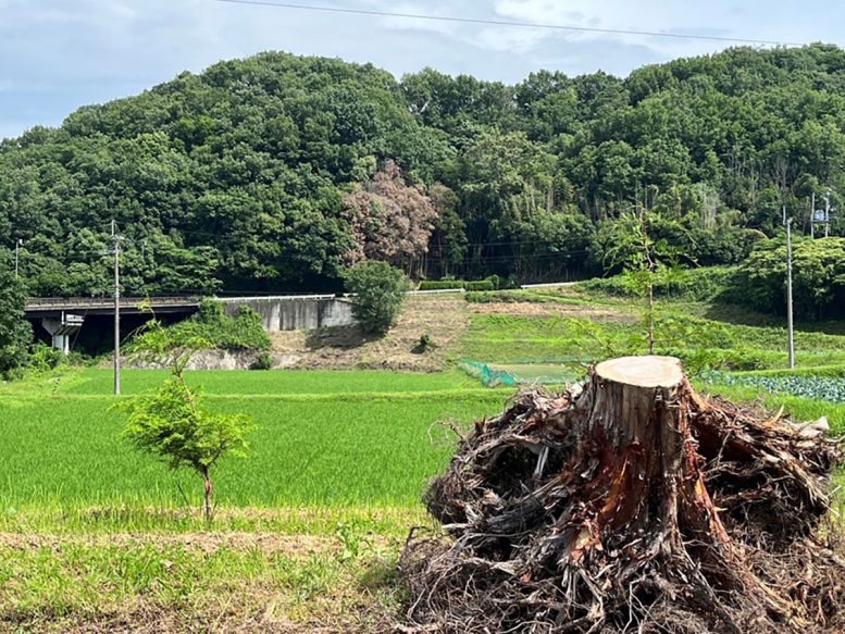 Hinoki Roots From Kagawa Prefecture, Japan