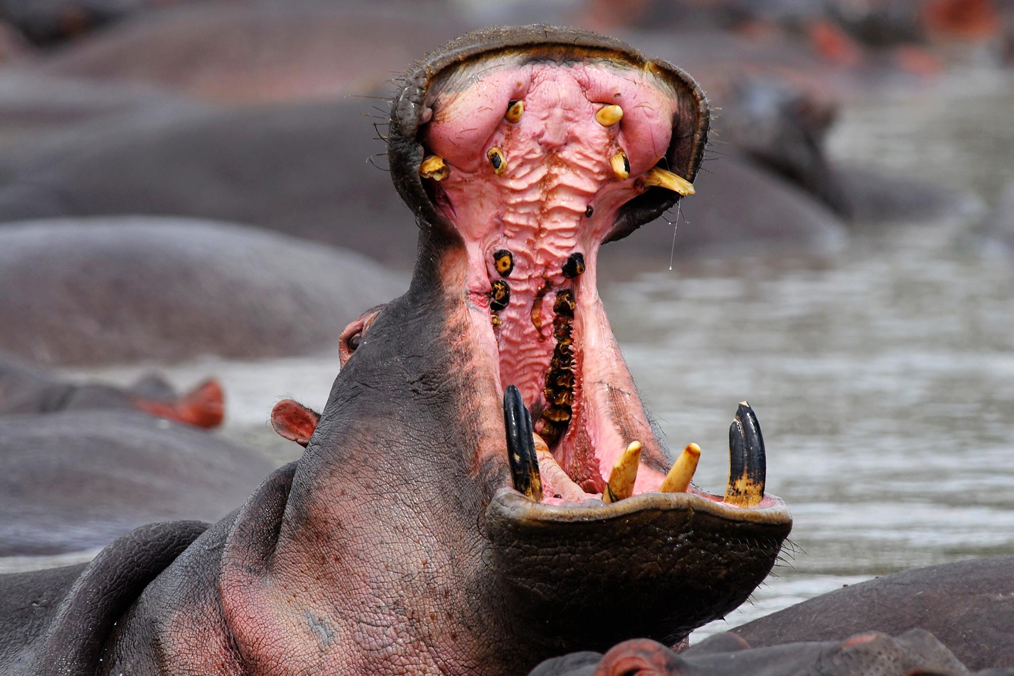 Hippos Recognize Each Other's Voices – And Respond Differently to Calls of  Strangers