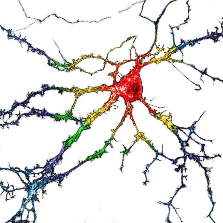 Hippocampal Neurons Expressing psychLight
