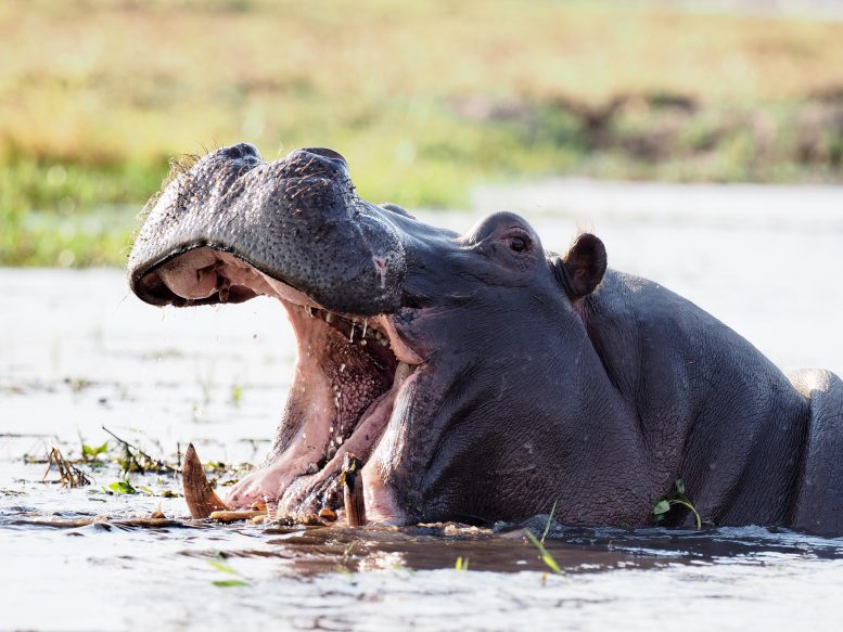 Hippopotamus With Open Mouth