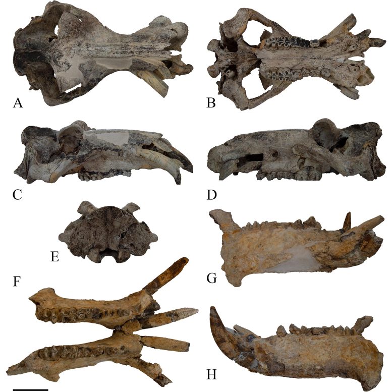 Hippopotamus amphibius of Cava Montanari Skull