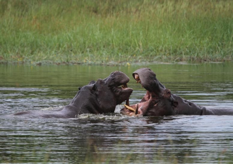Hippos Aggressive Territorial