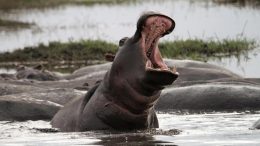 Hippos Are Dangerous