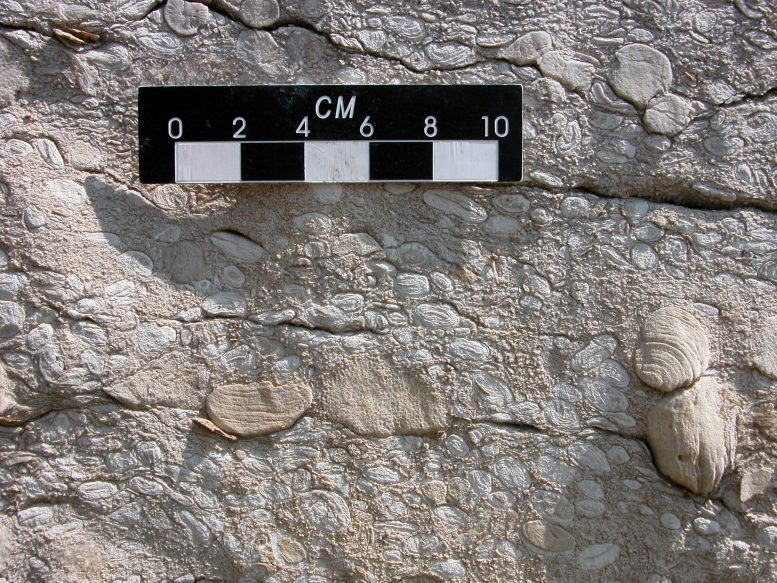 fosile hernanite