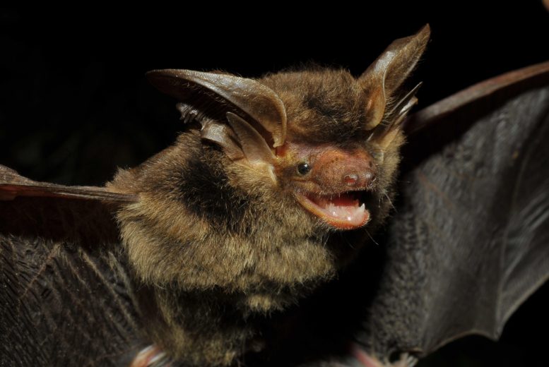 Desaparecido durante 100 años: los científicos redescubren el extraño murciélago marrón de orejas grandes