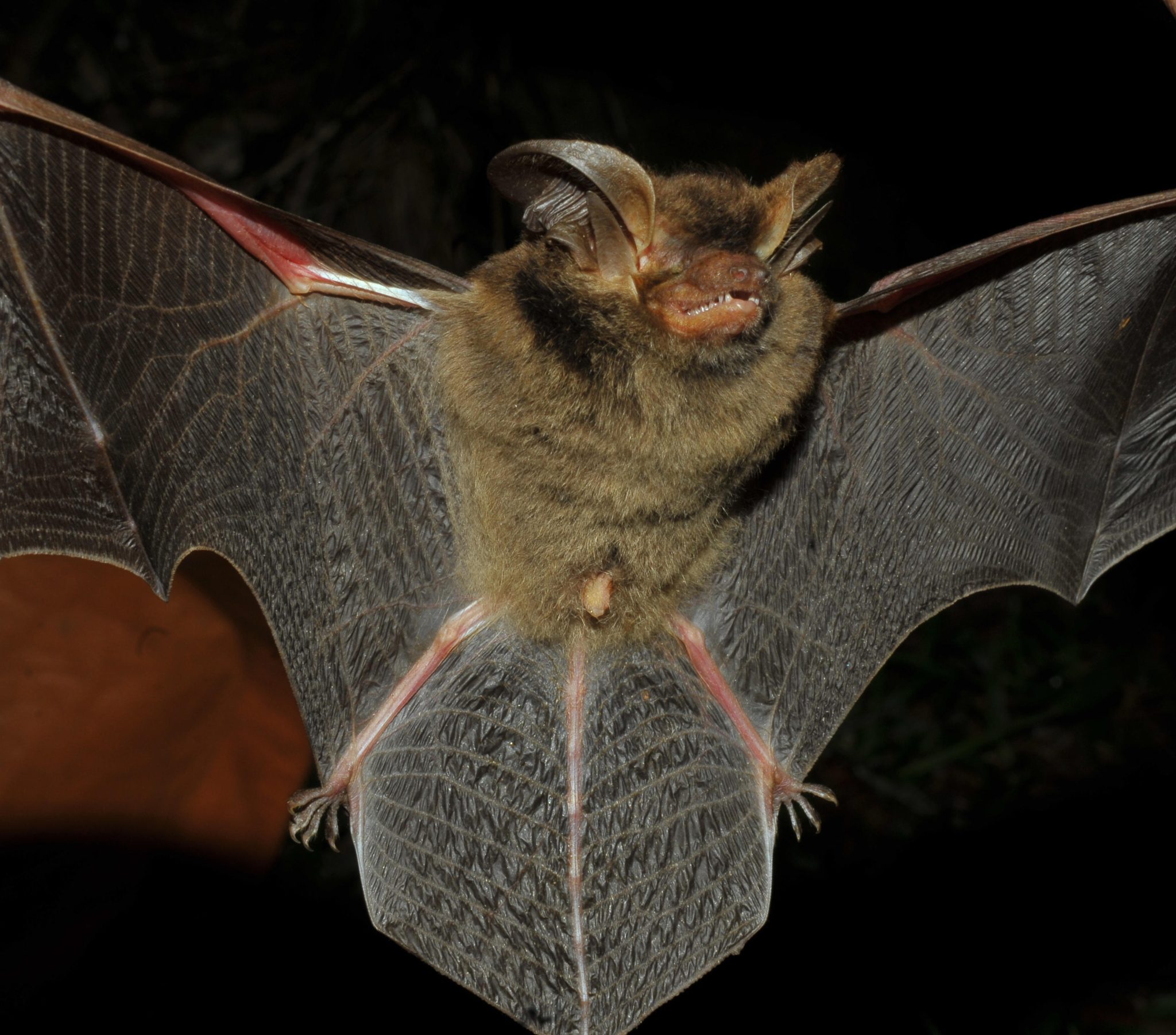 Missing for 100 Years Scientists Rediscover Strange BigEared Brown Bat