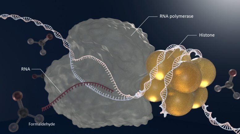 暴露于甲醛后组蛋白与 DNA 交联