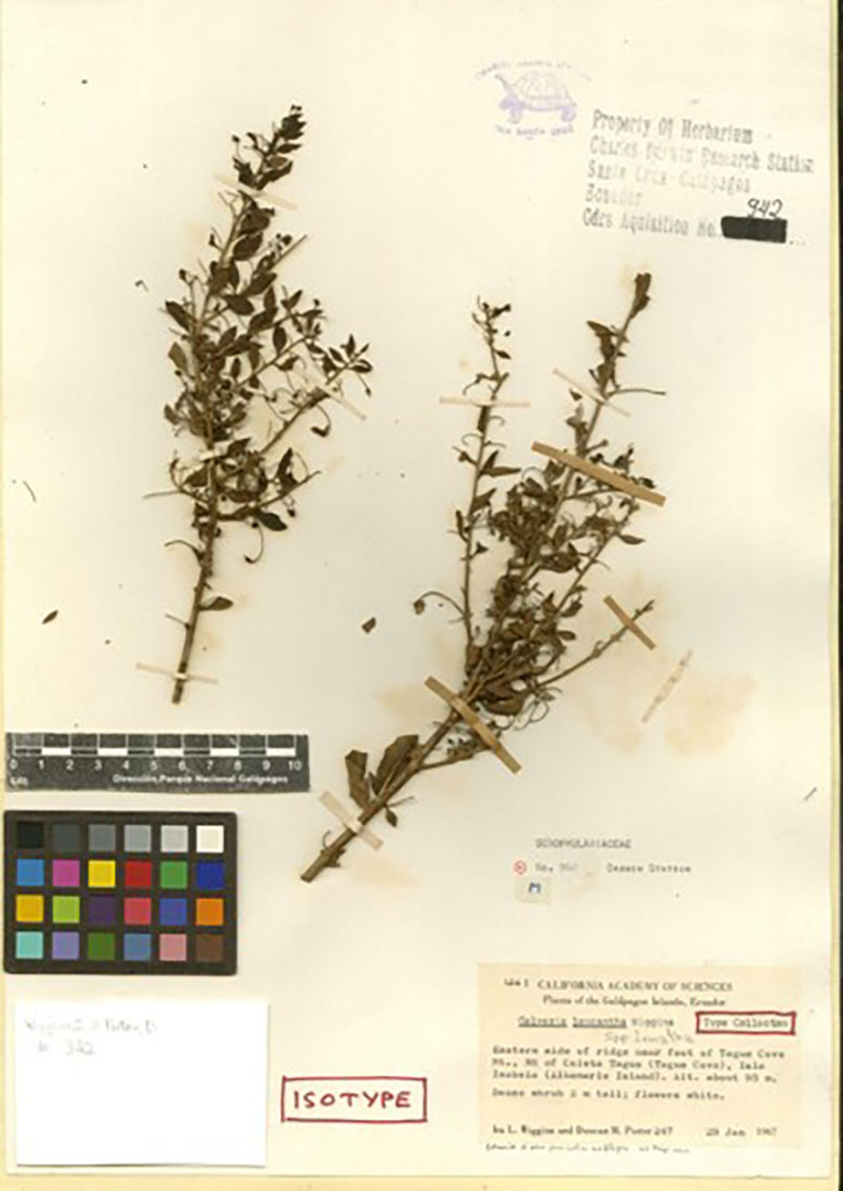 Historical Galvezia leucantha Herbarium Specimen