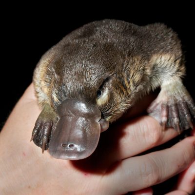 Holding Young Platypus