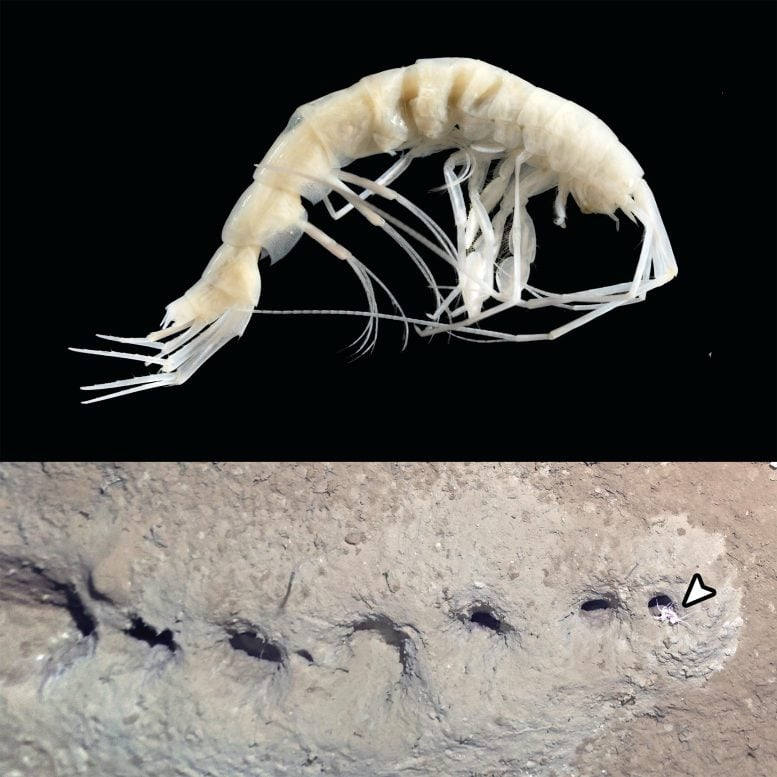 Amfipod robiący dziury, Cunicolomaera grata