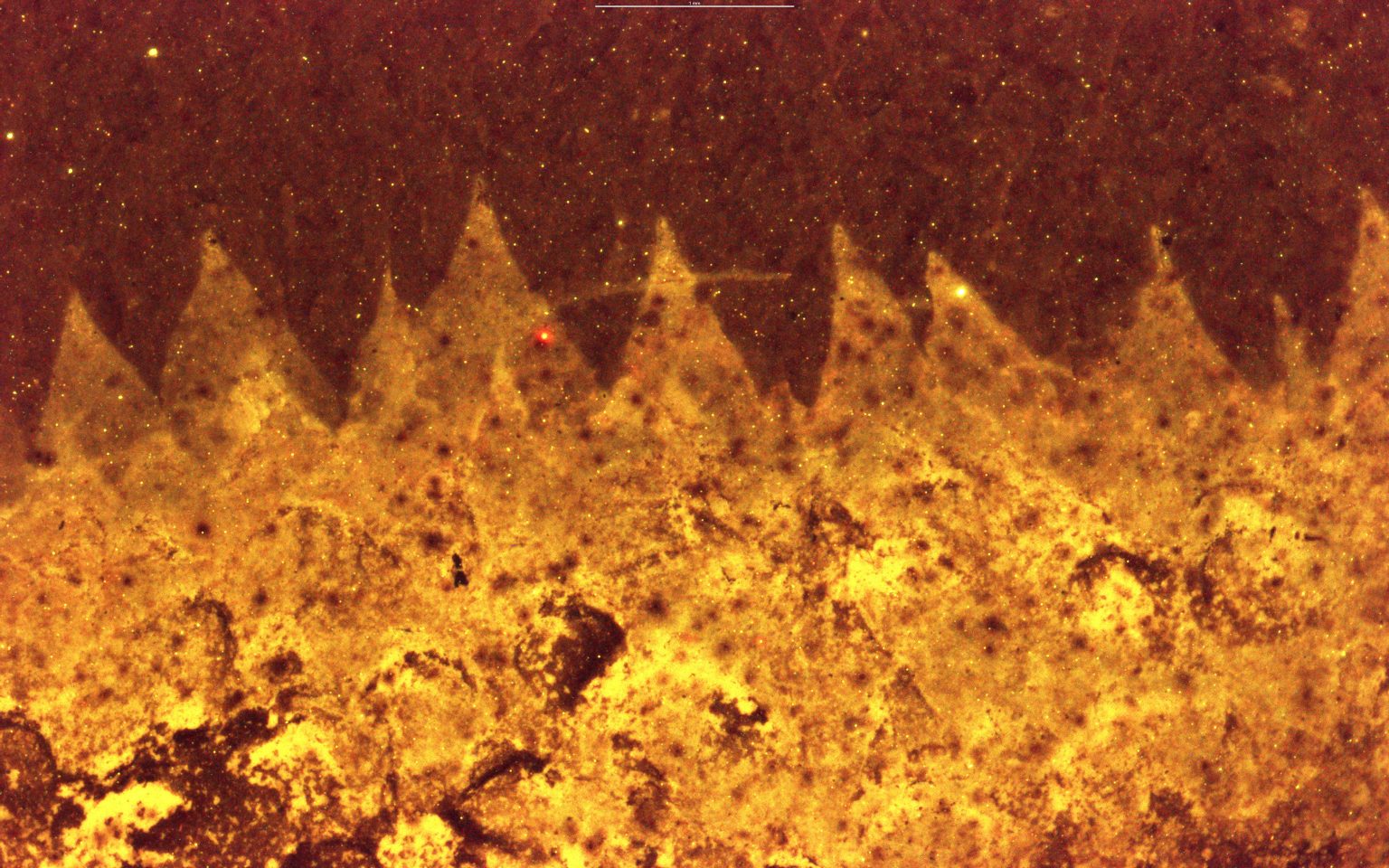 Triangular Fossils 500-Million-Year-Old Mystery Fossil Rewrites Early Animal Evolution