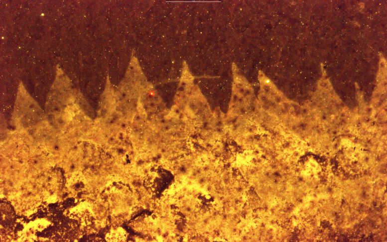 Hollow Triangular Spines Protrude From the Margin of a Shishania Specimen