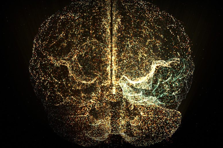 Holographic Brain Scan