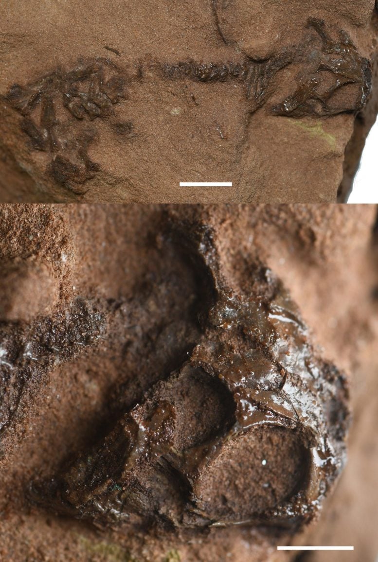 Holotype Fossil and Skull of Agriodontosaurus Helsbypetrae
