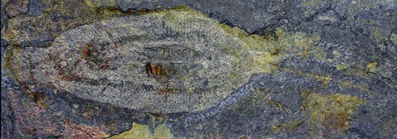 Holotype Fossil of Nektognathus From Sirius Passet