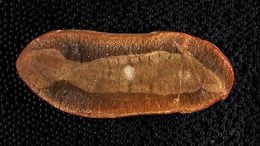 Holotype Fossil of Tullimonstrum Gregarium