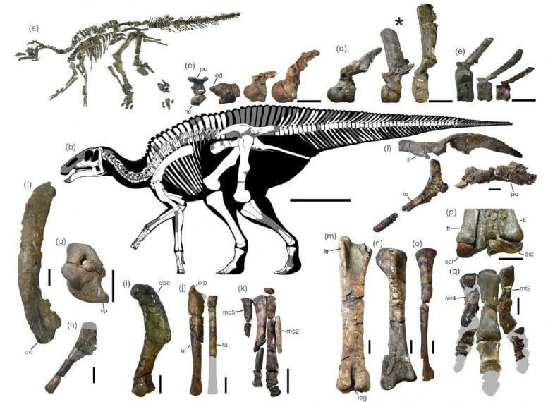 Holotype Skeleton of Kamuysaurus Japonicus
