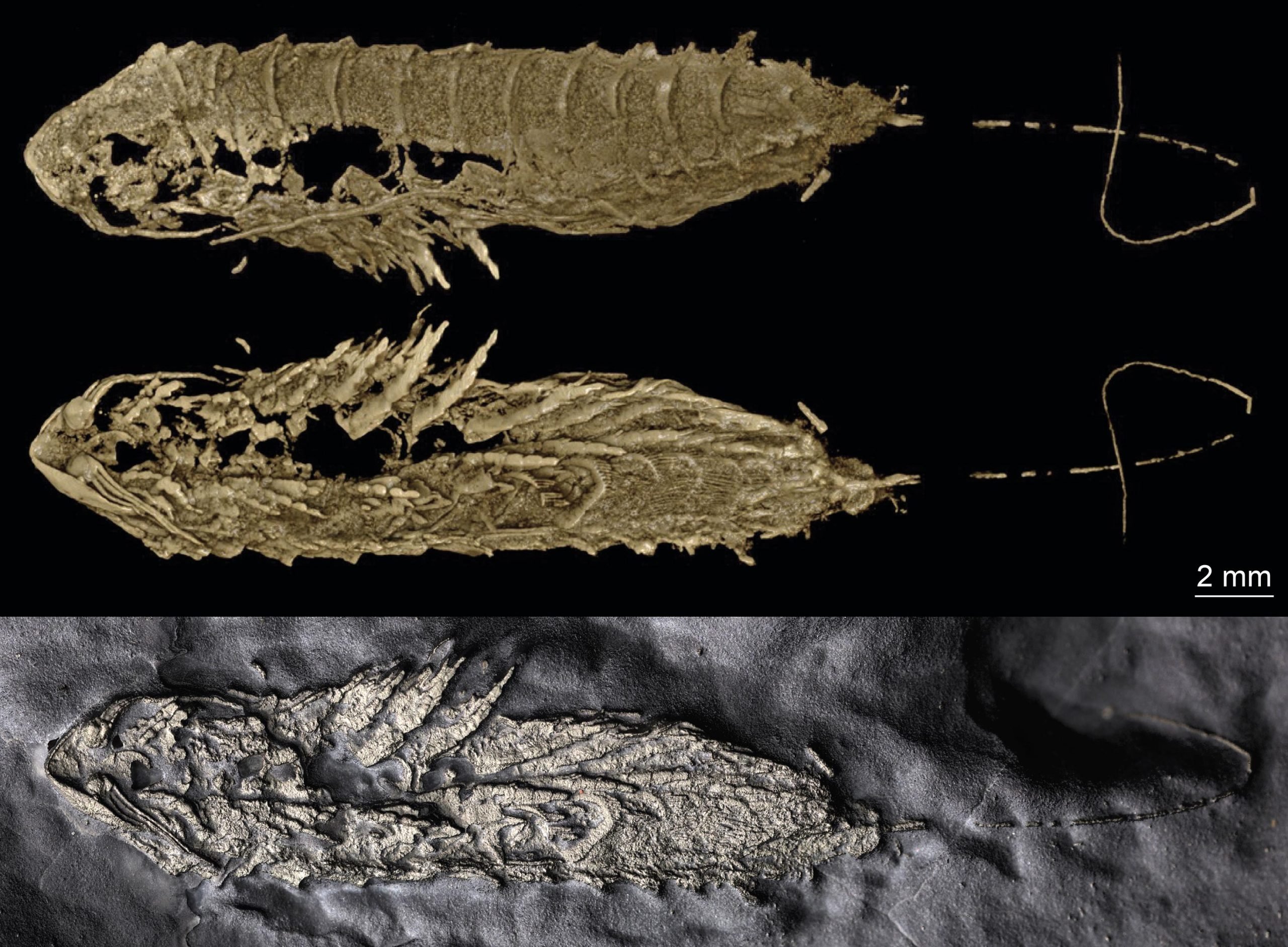 Stunning 450-Million-Year-Old Fossil Preserved in Fool's