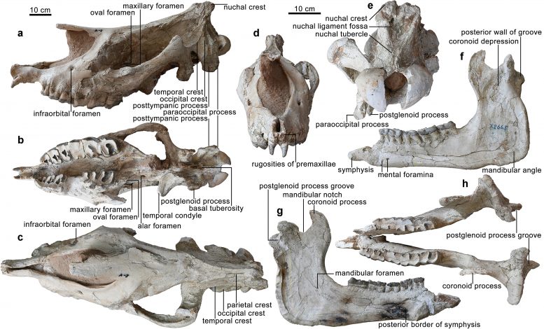 Holotype of Paraceratherium linxiaense sp. nov.