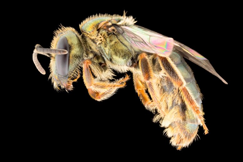 Homalictus fijiensis Bee, Female