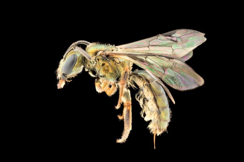 Homalictus terminalis Fijian Bee