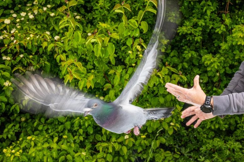 Homing Pigeon Release