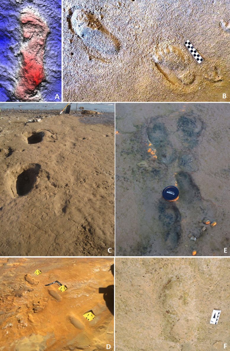 Hominin Footprints in Pleistocene Coastal Deposits