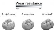 Homo Naledi Had Wear-Resistant Molars