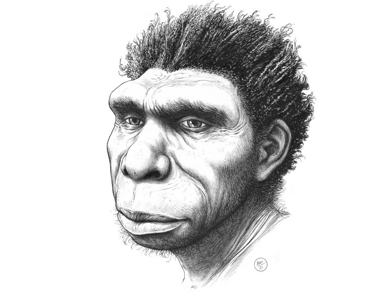 Homo bodoensis Artist's Drawing