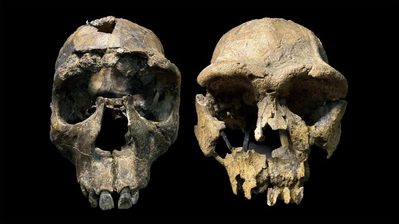 Homo erectus Crania From Turkana Rift