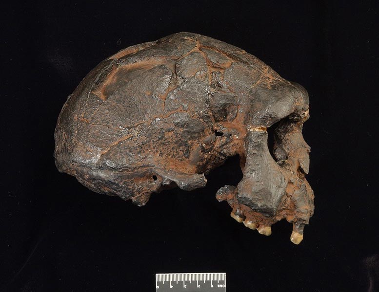 Homo erectus Sangiran 17 Cranium
