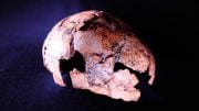 Homo erectus Skullcap