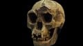 Homo florensiensis Skull