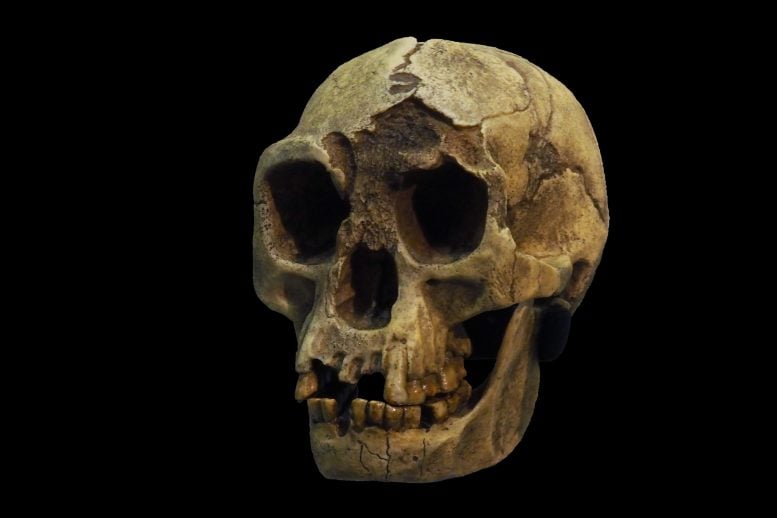 Homo florensiensis Skull