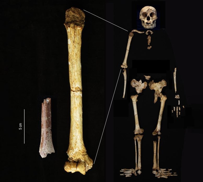 Homo floresiensis Úmero