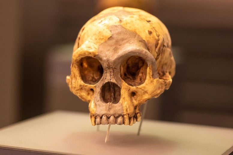 Ancient Climate Shift Linked to the Mysterious Extinction of the Real-Life “Hobbit” Humans