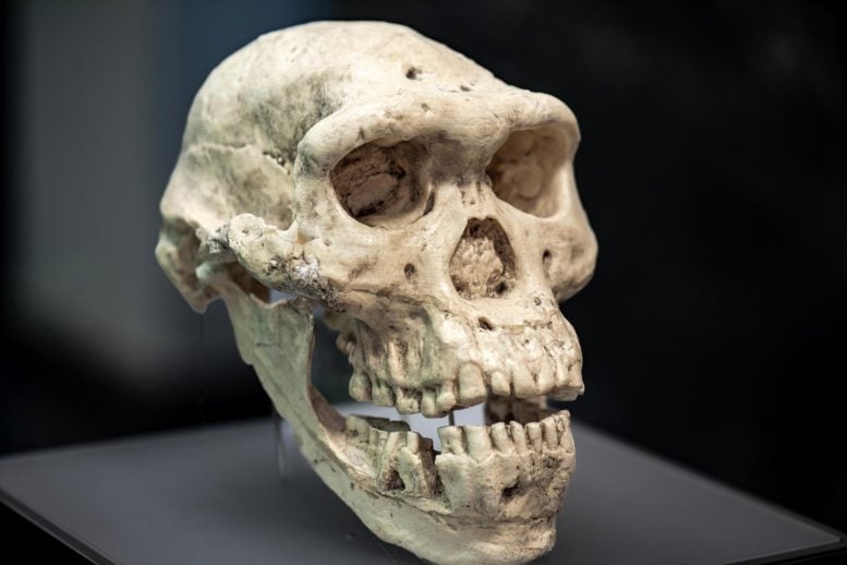 Homoerectus dmanisi Skull Paleontology